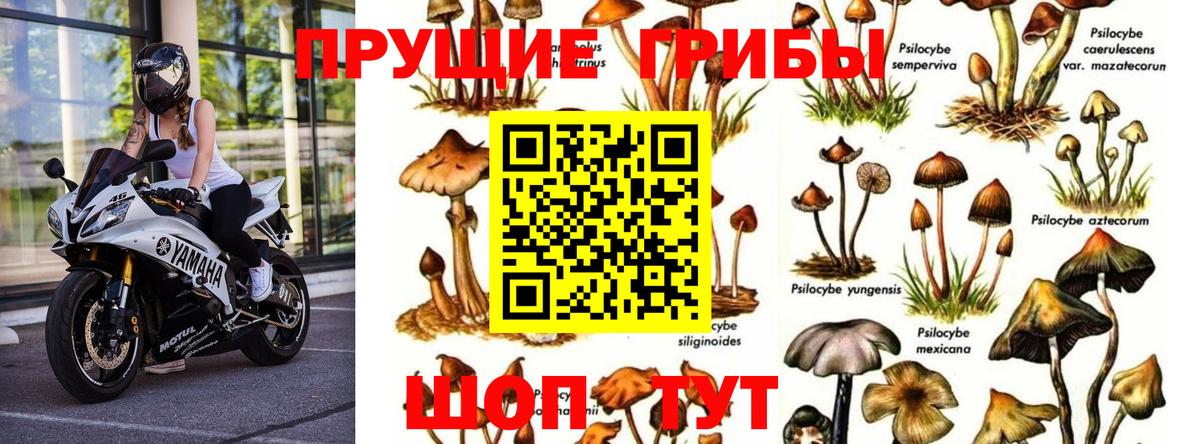 Галлюциногенные грибы Psilocybe Анжеро-Судженск