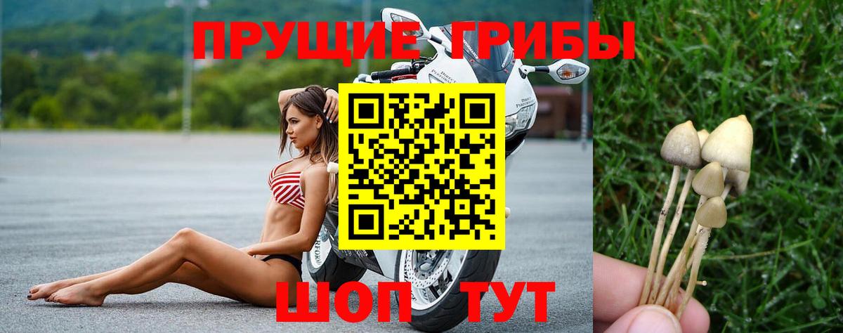 Псилоцибиновые грибы Psilocybe  наркота  Анжеро-Судженск 